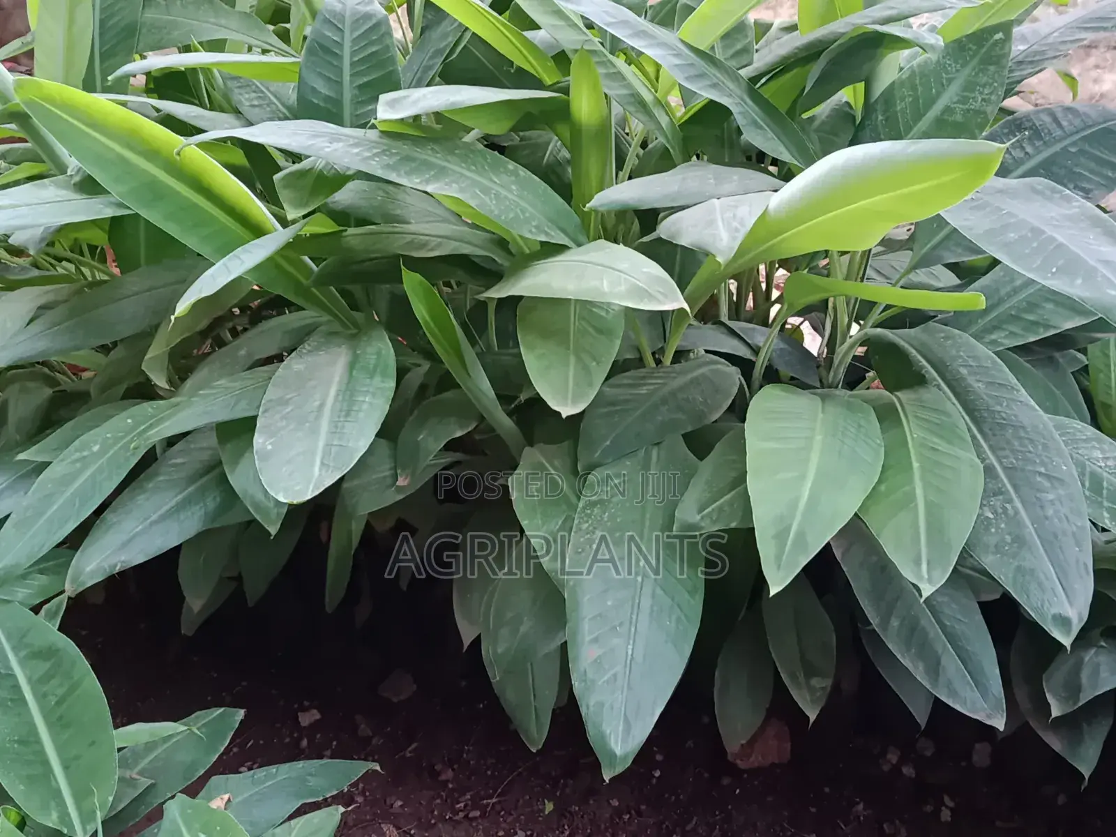 Williams Banana Seedlings (Tissue Culture Generated Seedlings)