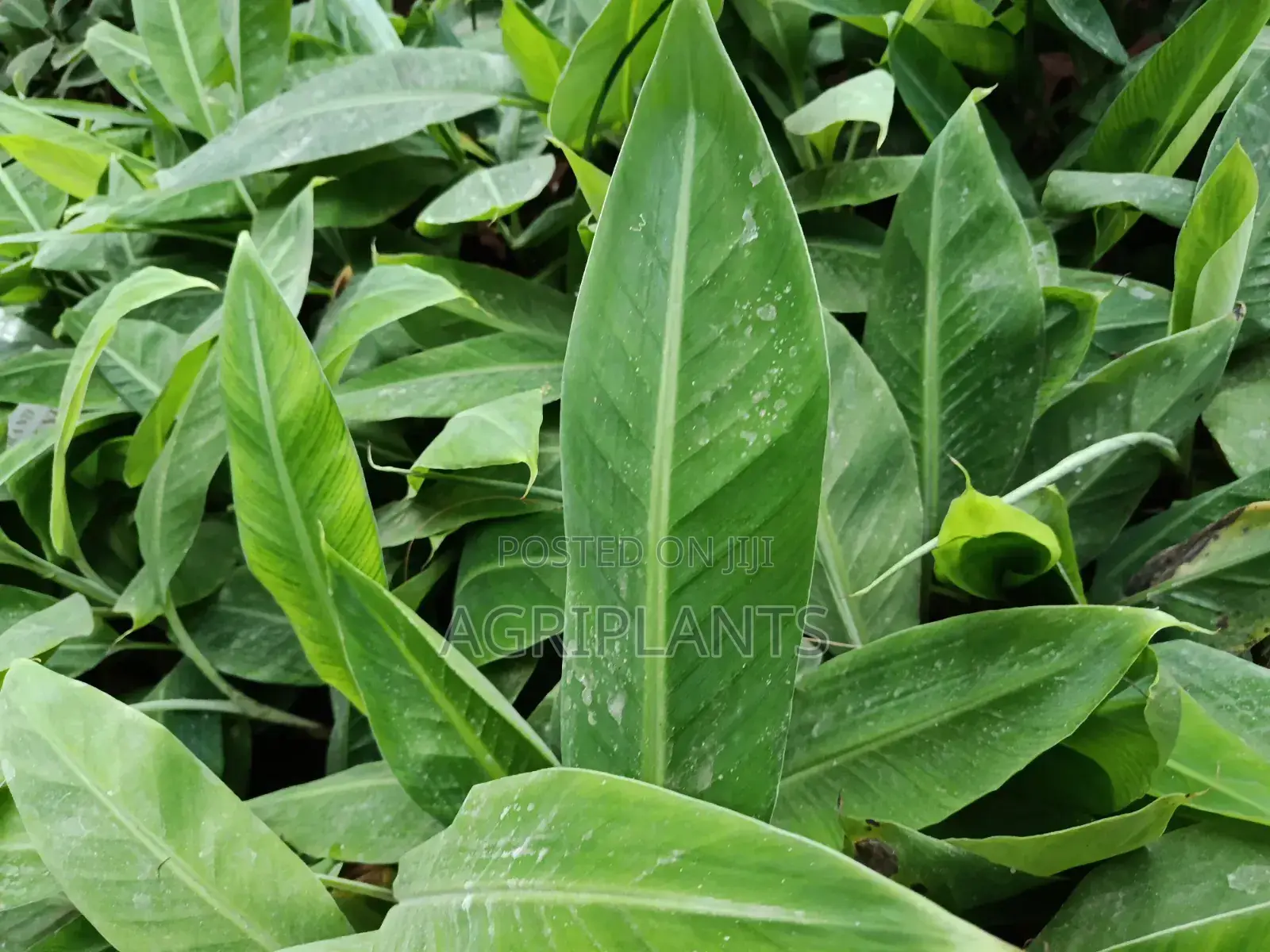 Williams Banana Seedlings (Tissue Culture Generated Seedlings)