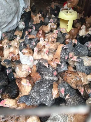 2 Month Old Improved Kienyeji Chicken