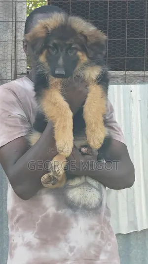 1-3 months Male Purebred German Shepherd
