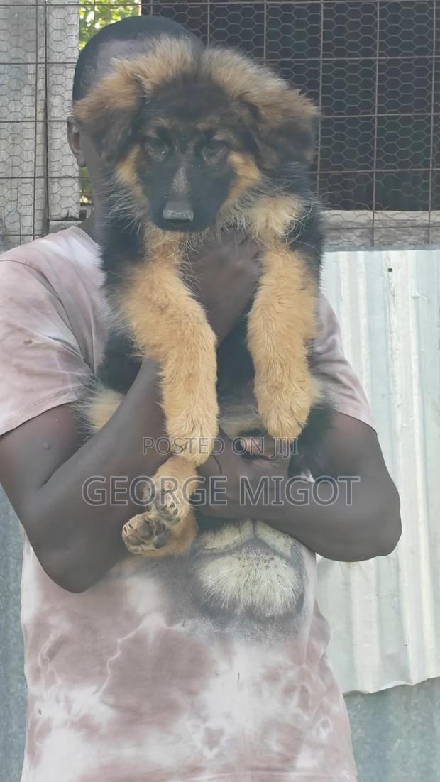 1-3 months Male Purebred German Shepherd - main view