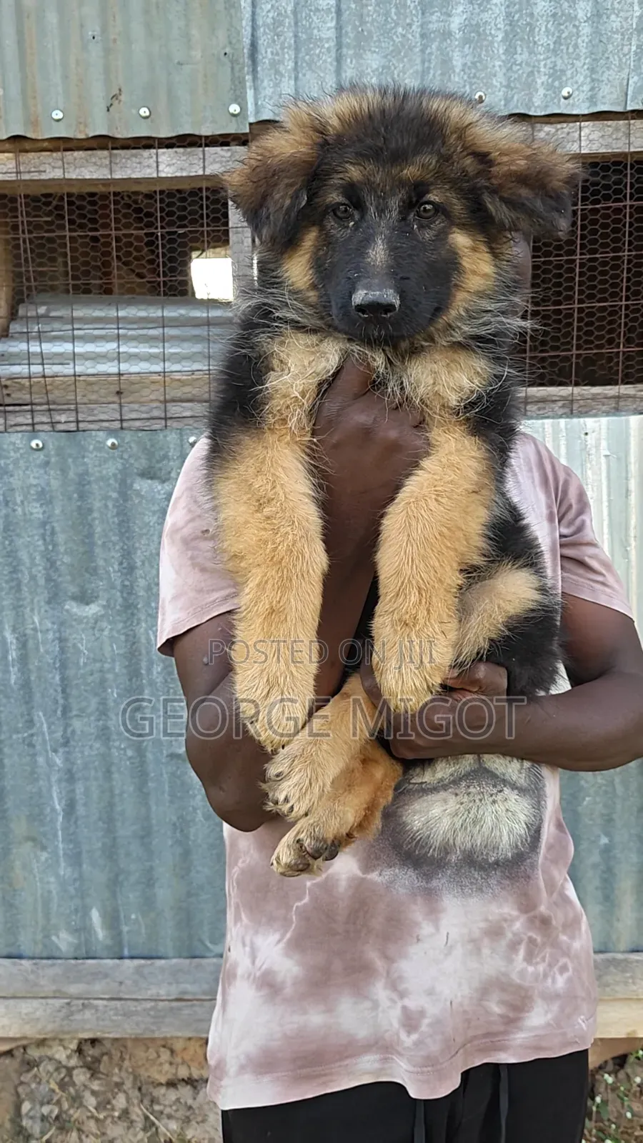 1-3 months Male Purebred German Shepherd