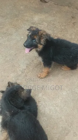 1-3 months Male Purebred German Shepherd