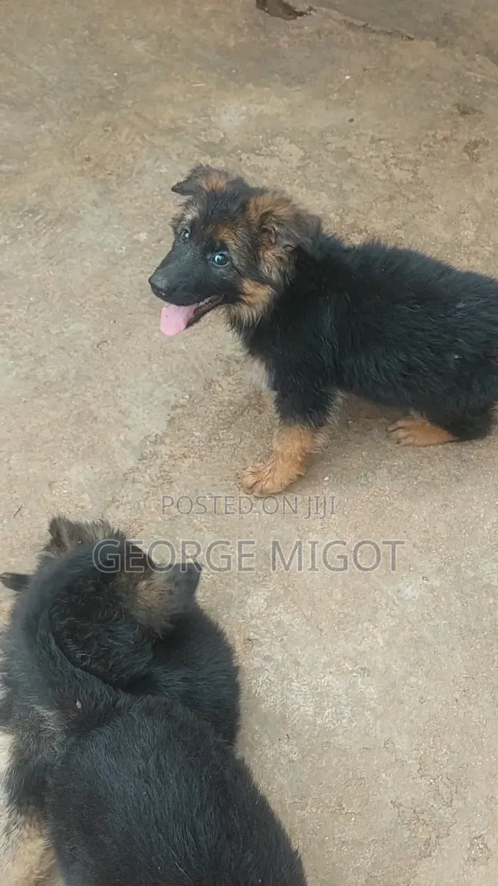 1-3 months Male Purebred German Shepherd