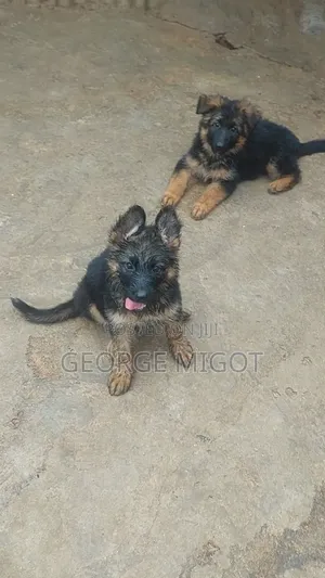 1-3 months Male Purebred German Shepherd