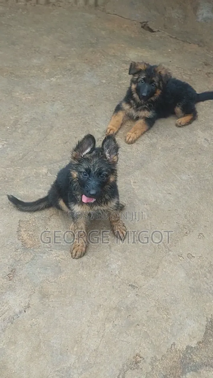 1-3 months Male Purebred German Shepherd