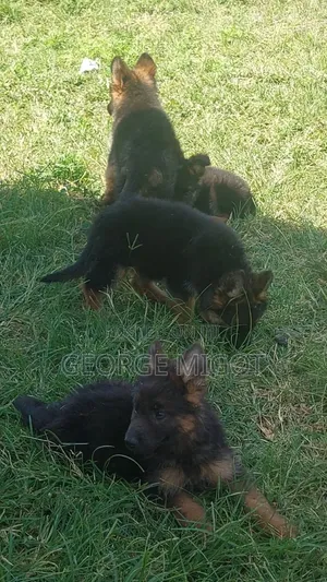 1-3 months Male Purebred German Shepherd