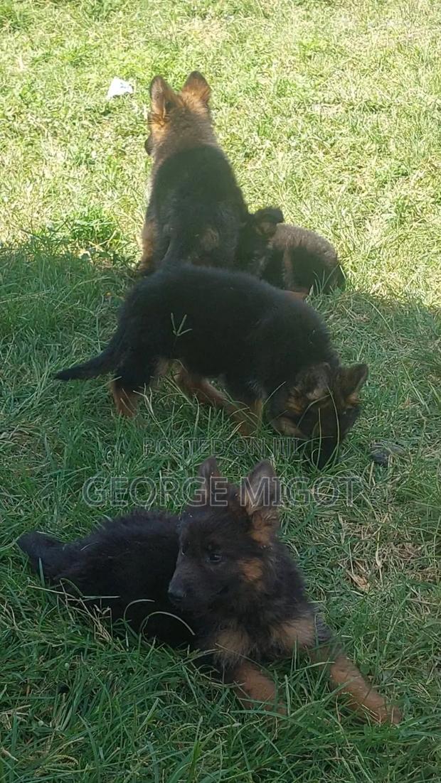 1-3 months Male Purebred German Shepherd - thumbnail 5