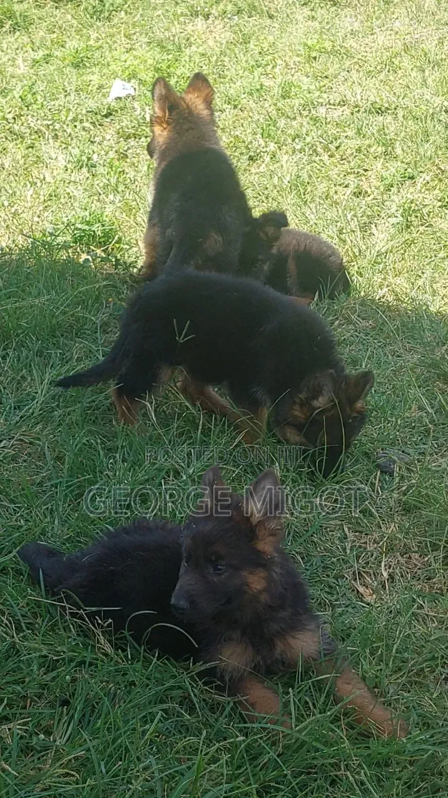 1-3 months Male Purebred German Shepherd