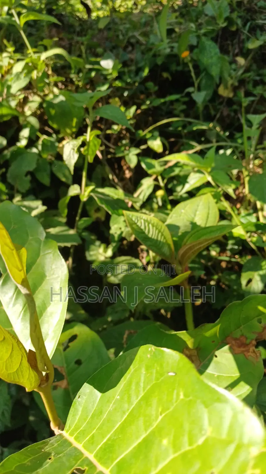 2acres Land on Sale Inaya.