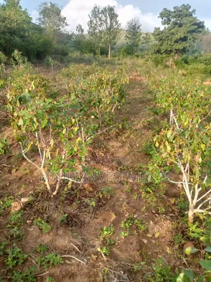 1.5 Acre on Sale at Siakago-Embu