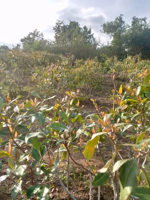 1.5 Acre on Sale at Siakago-Embu