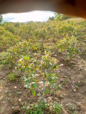 1.5 Acre on Sale at Siakago-Embu