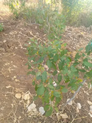 1.5 Acre on Sale at Siakago-Embu