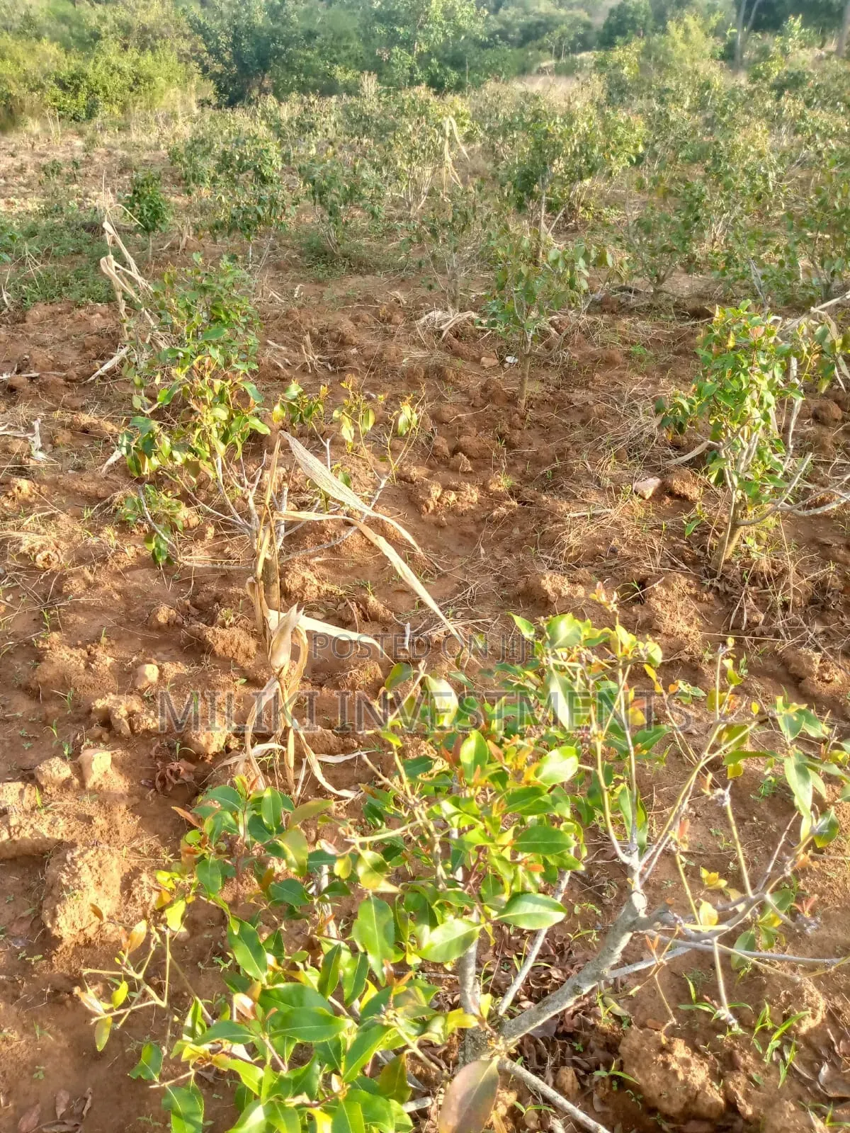 1.5 Acre on Sale at Siakago-Embu
