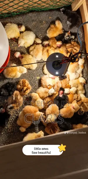 Improved Kienyeji Chicks