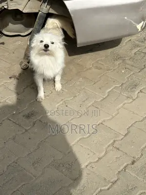 3-6 months Female Purebred Dog