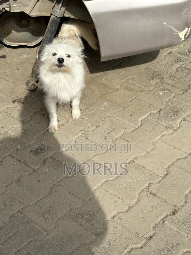 3-6 months Female Purebred Dog