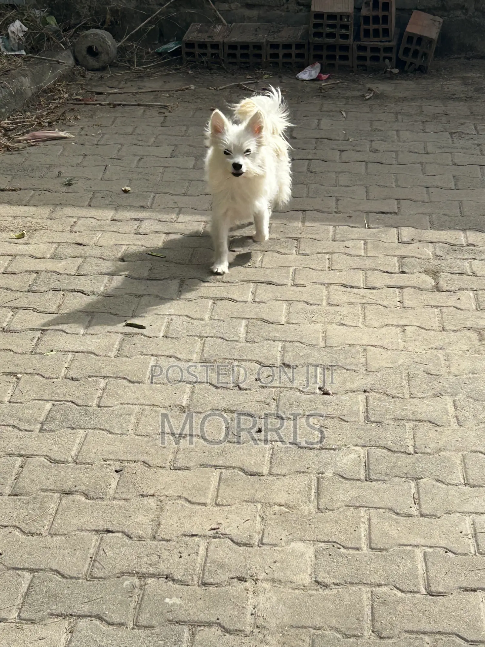 3-6 months Female Purebred Dog