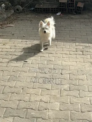 3-6 months Female Purebred Dog
