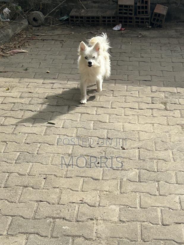 3-6 months Female Purebred Dog - thumbnail 2