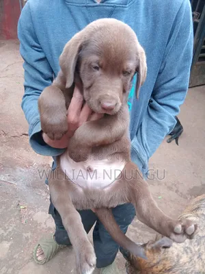 0-1 month Female Purebred Labrador Retriever