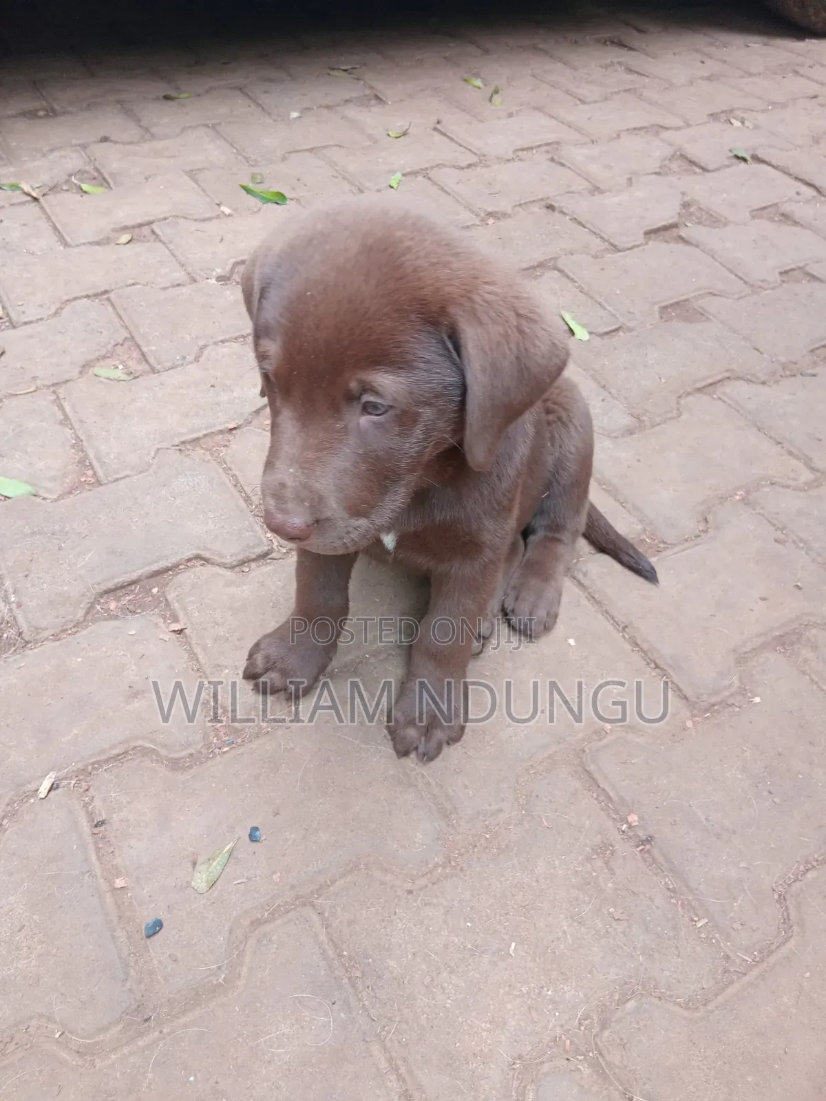 0-1 month Female Purebred Labrador Retriever