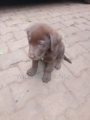 0-1 month Female Purebred Labrador Retriever