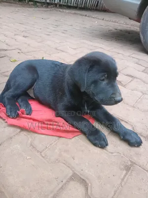 0-1 month Female Purebred Labrador Retriever