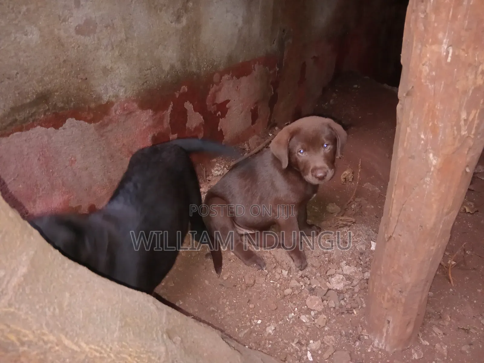 0-1 month Female Purebred Labrador Retriever