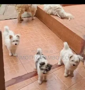 1-3 months Female Purebred Maltese