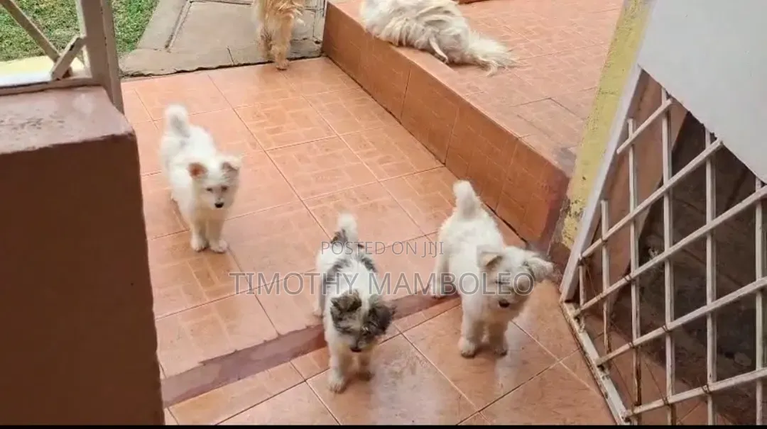1-3 months Female Purebred Maltese