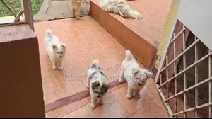 1-3 months Female Purebred Maltese