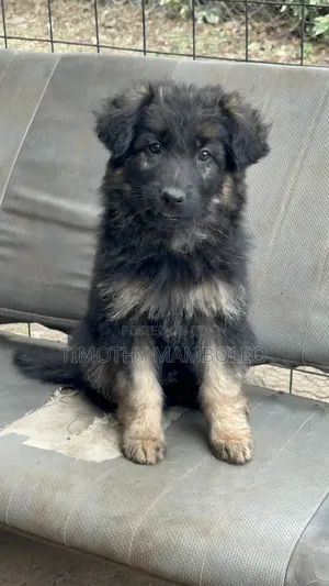 1-3 months Male Purebred German Shepherd