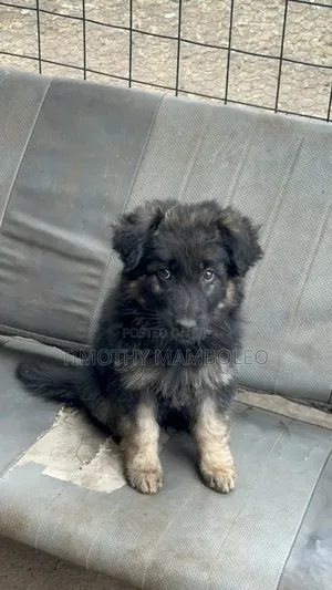 1-3 months Male Purebred German Shepherd