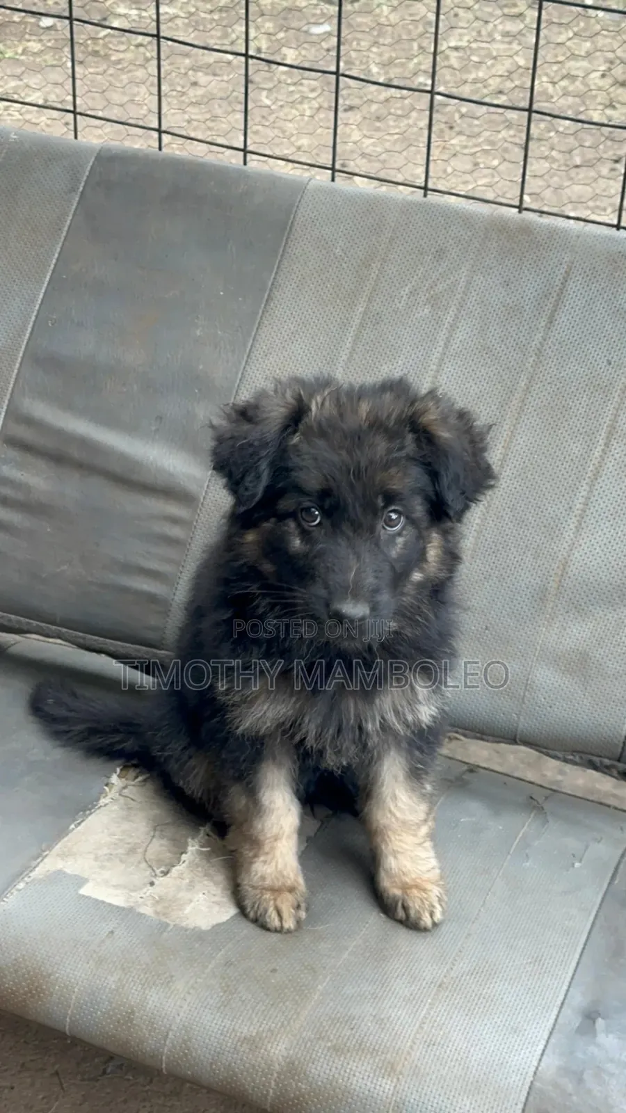1-3 months Male Purebred German Shepherd