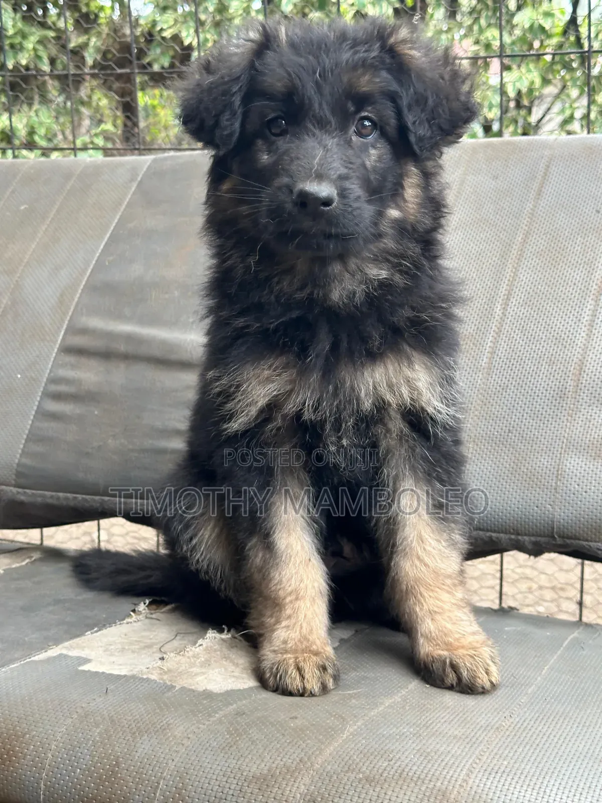 1-3 months Male Purebred German Shepherd