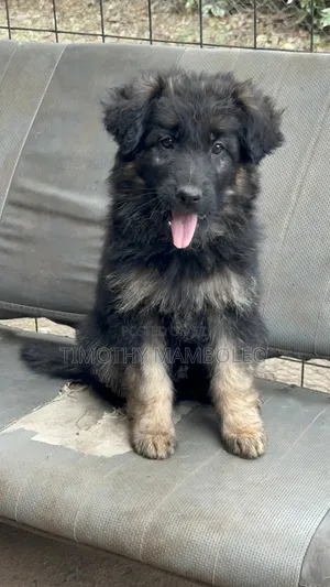 1-3 months Male Purebred German Shepherd