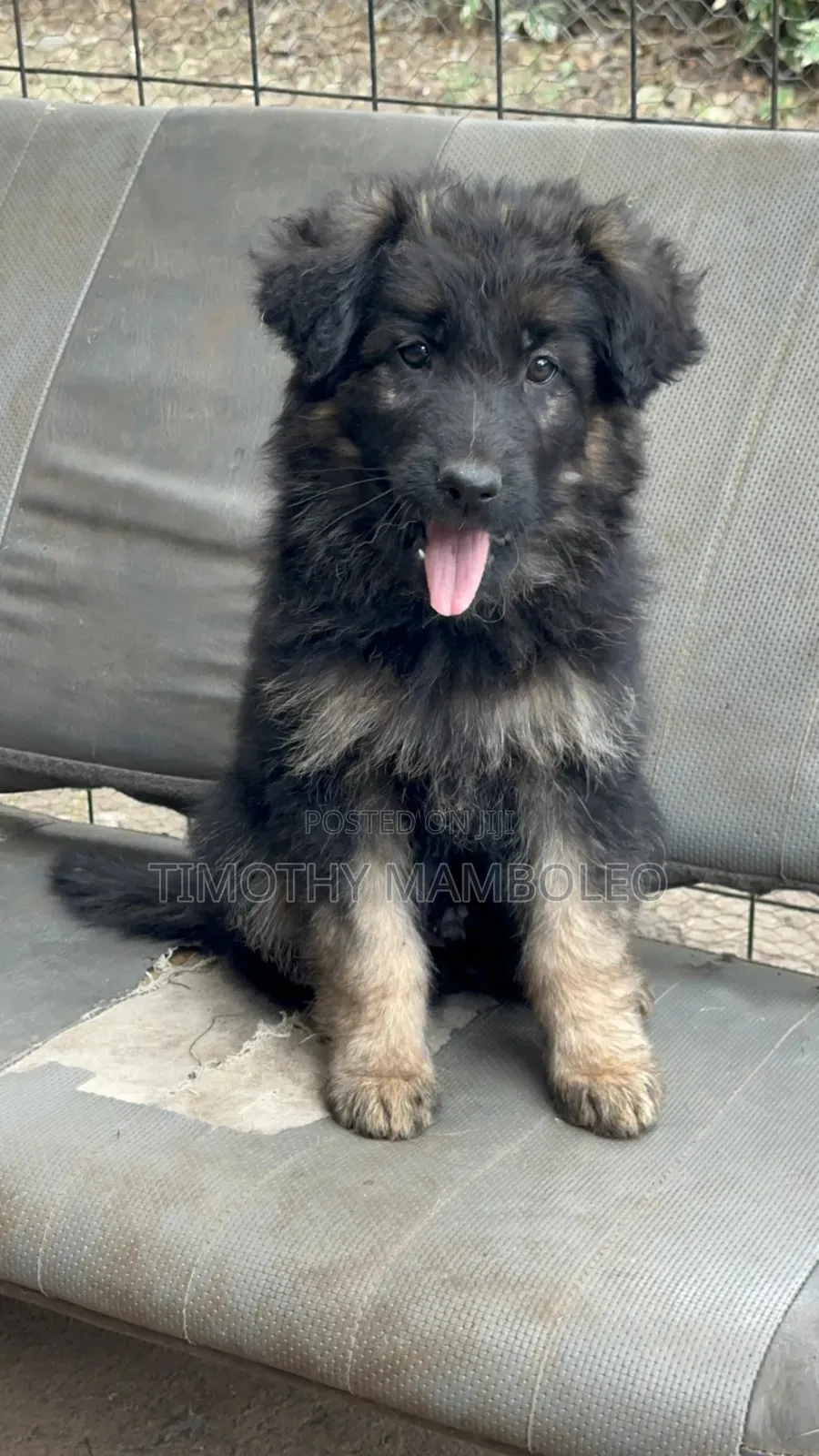 1-3 months Male Purebred German Shepherd