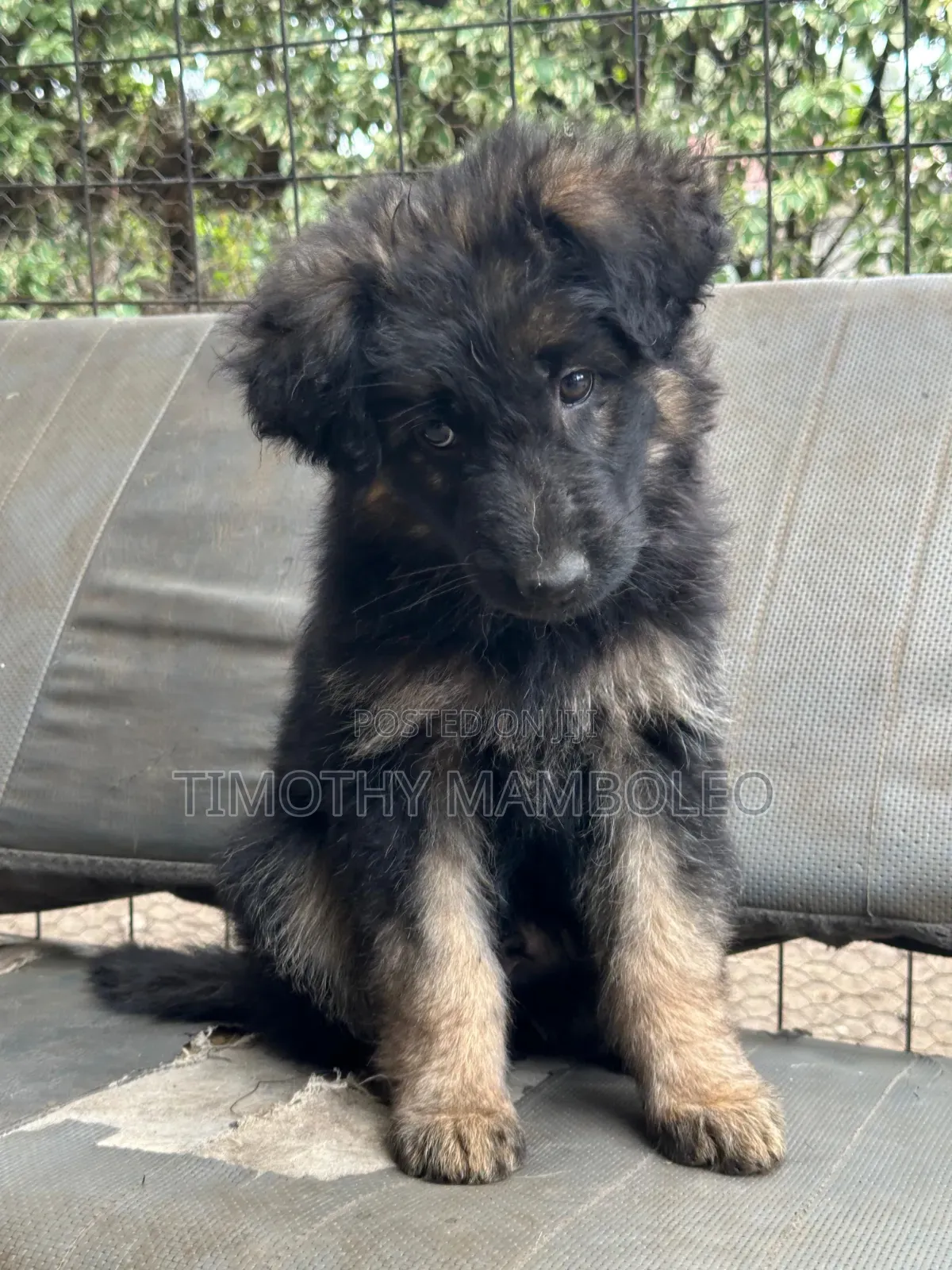 1-3 months Male Purebred German Shepherd