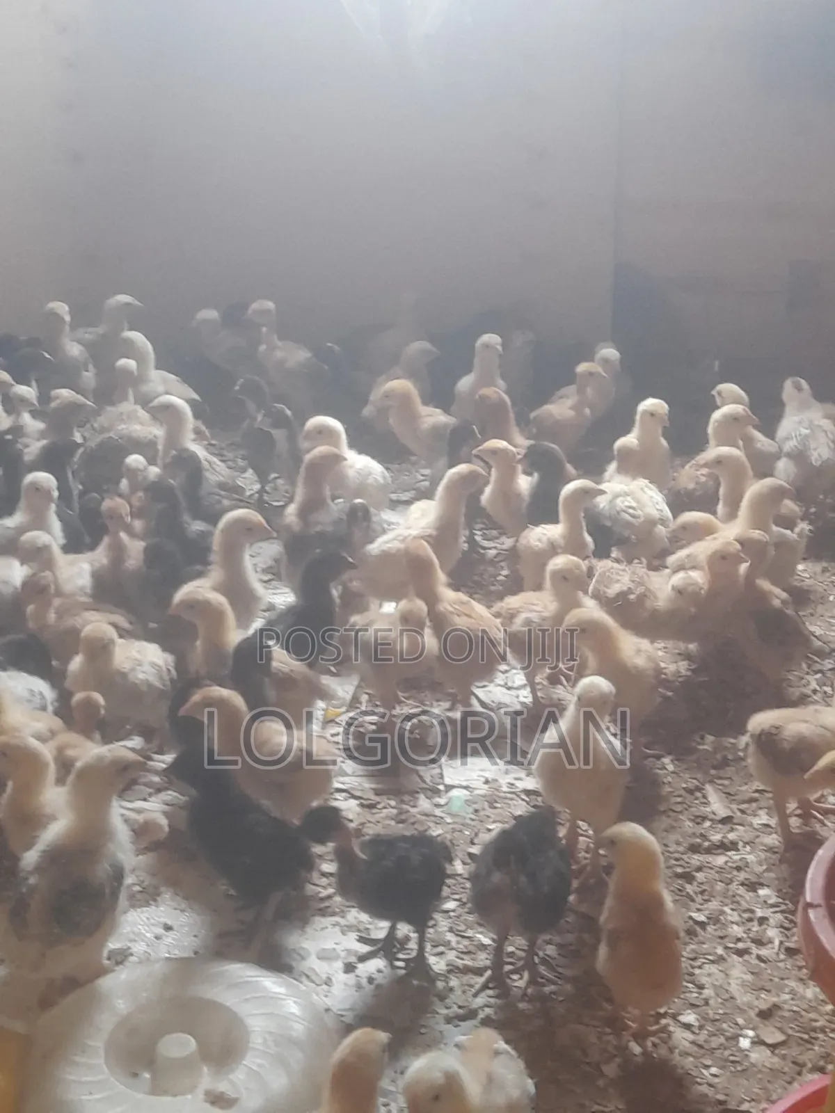 Chicks Available 2wks at 200
