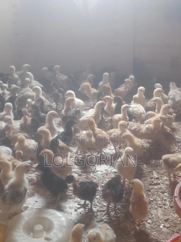 Chicks Available 2wks at 200