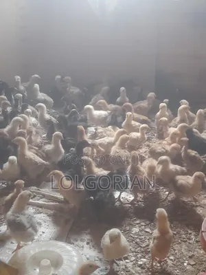 Chicks Available 2wks at 200