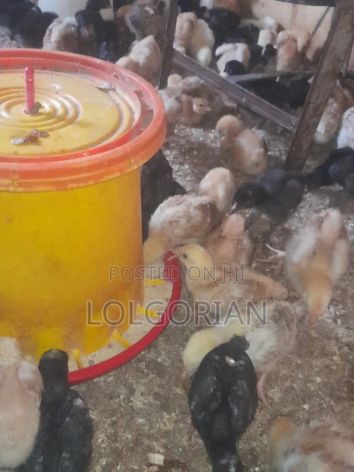 Chicks Available 2wks at 200