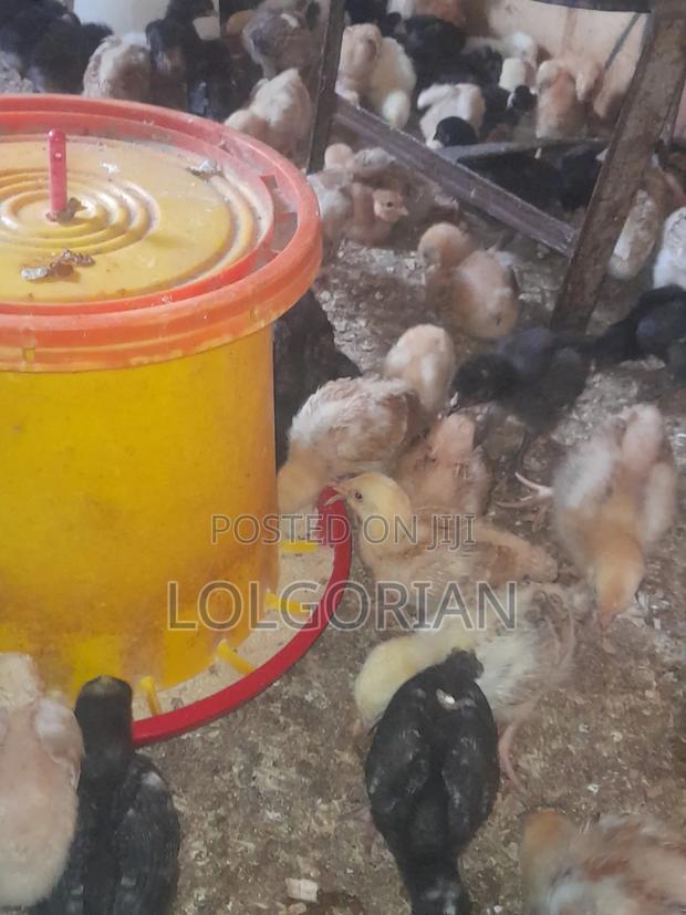 Chicks Available 2wks at 200 - thumbnail 5
