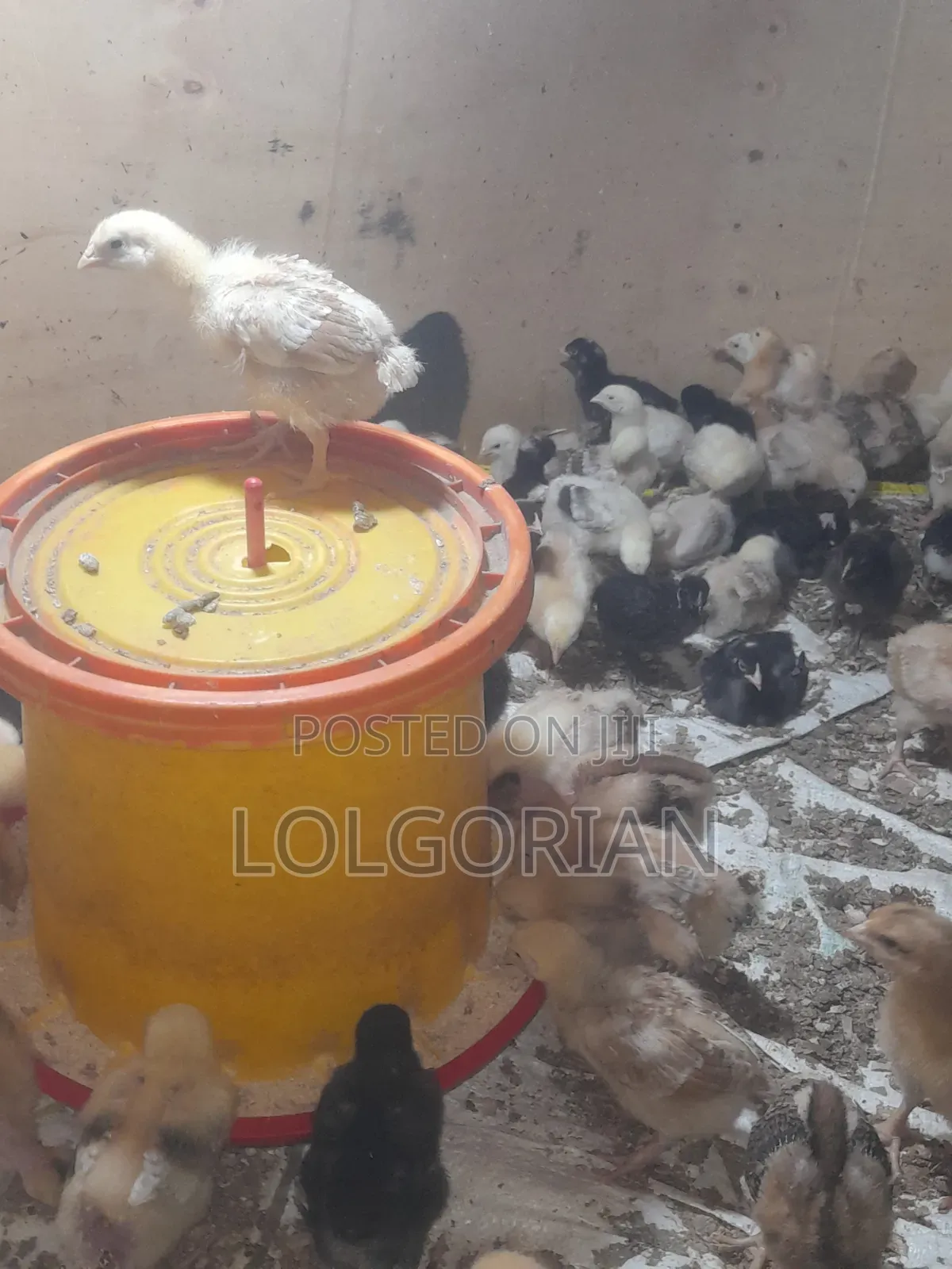 Chicks Available 2wks at 200
