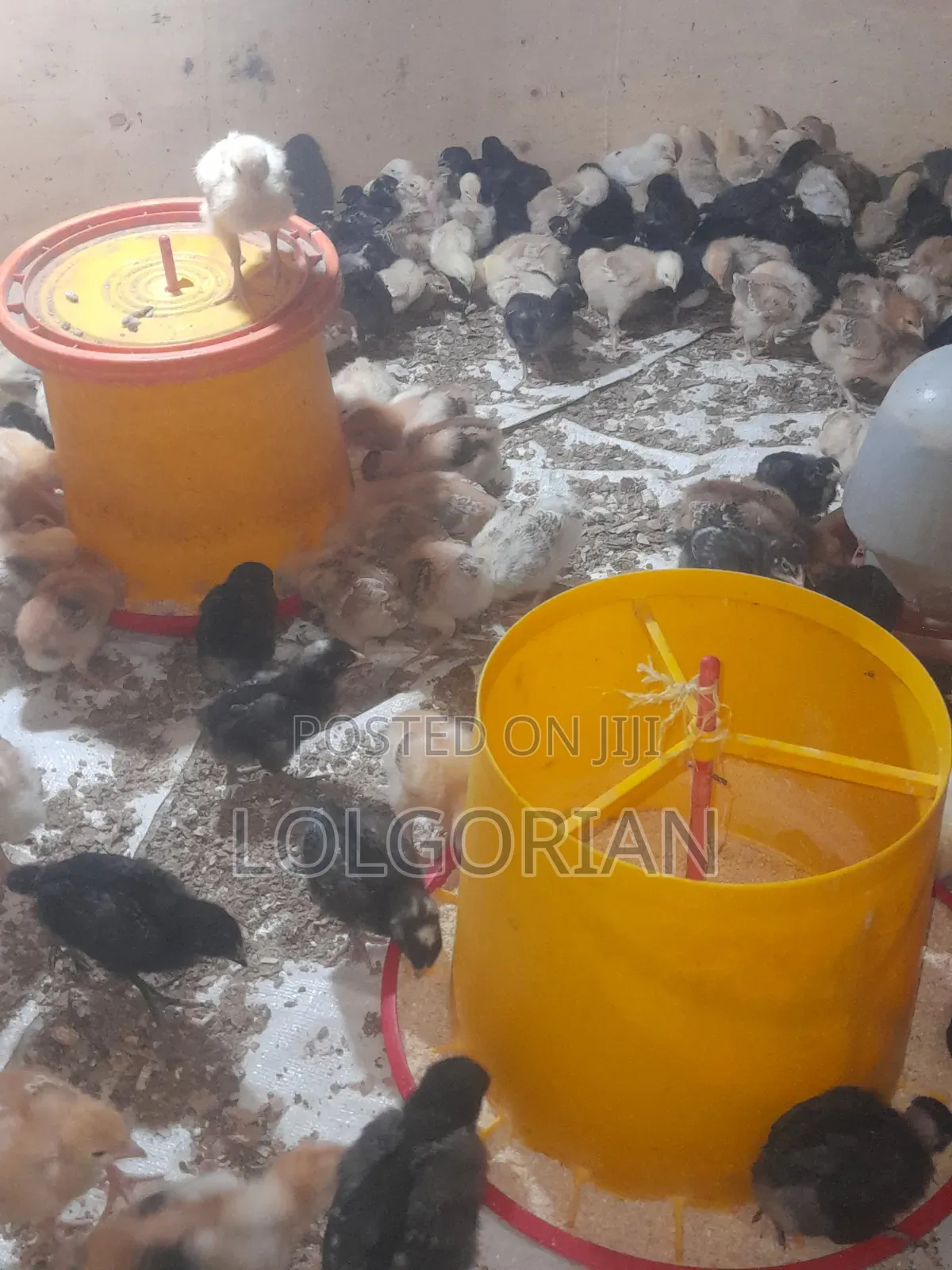 Chicks Available 2wks at 200