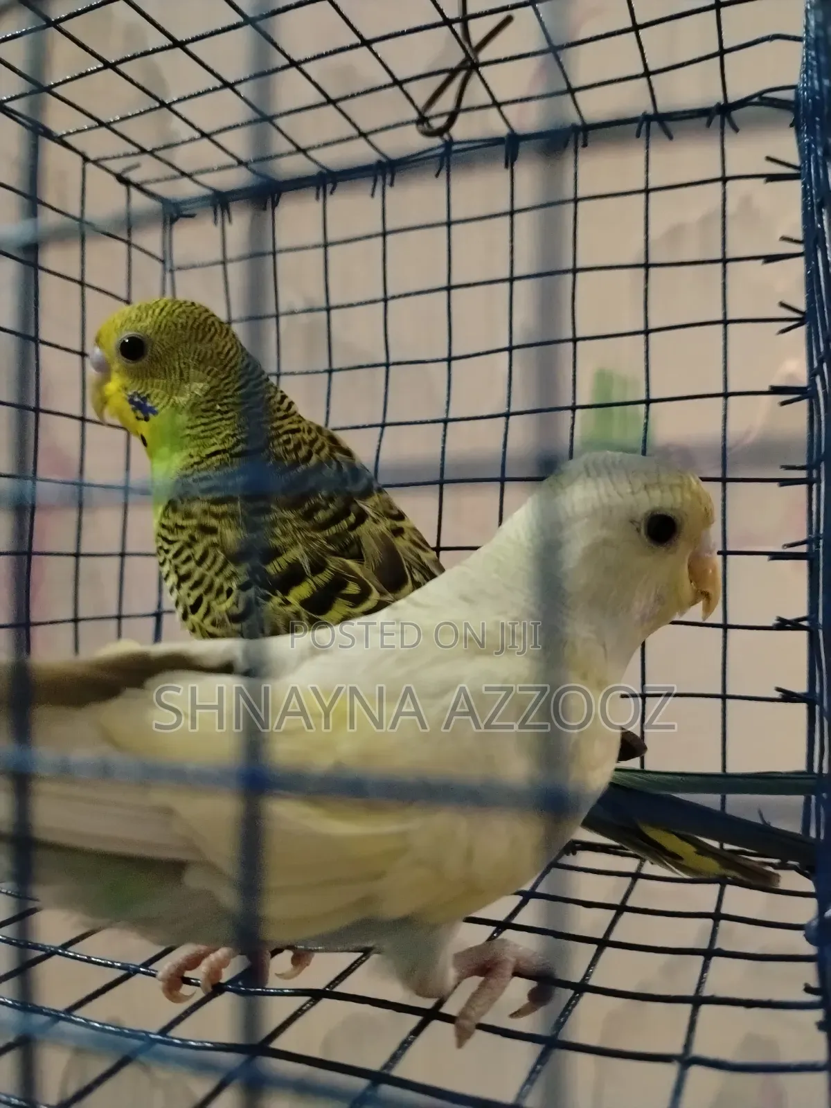 Fertile and Friendly Budgies for Sale