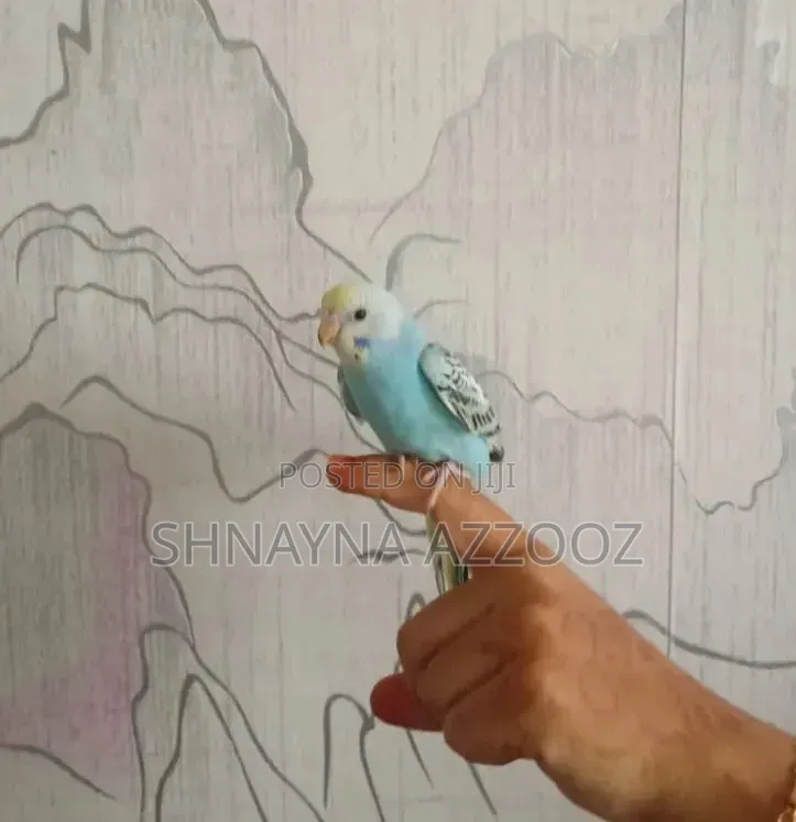Fertile and Friendly Budgies for Sale