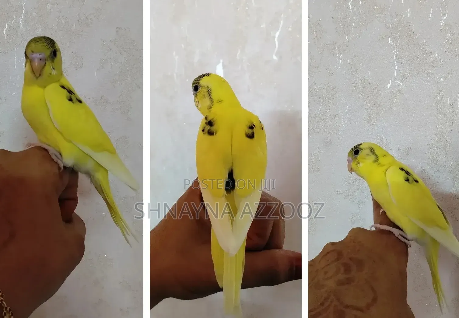 Fertile and Friendly Budgies for Sale